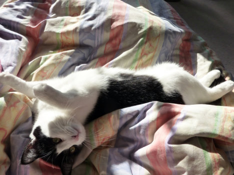 Picture of a cat / kitten / feline