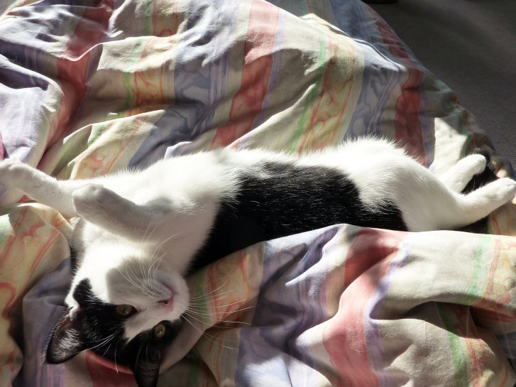 Picture of a cat / kitten / feline