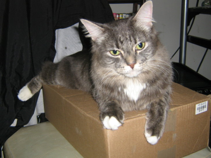 Picture of a cat / kitten / feline