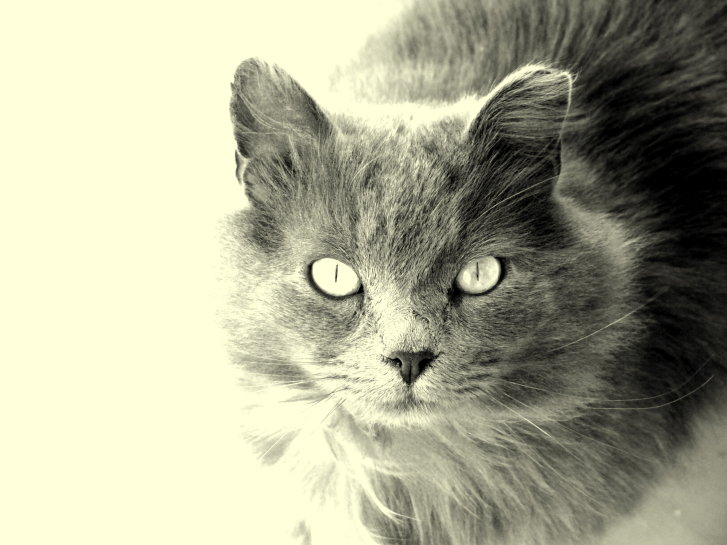 Picture of a cat / kitten / feline