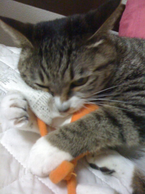 Picture of a cat / kitten / feline