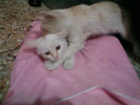 Picture of a cat / kitten / feline