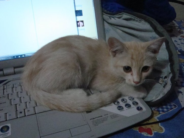 Picture of a cat / kitten / feline