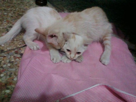 Picture of a cat / kitten / feline