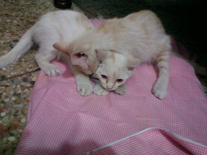 Picture of a cat / kitten / feline