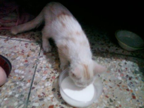 Picture of a cat / kitten / feline