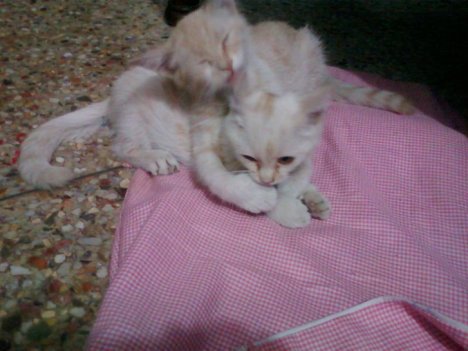 Picture of a cat / kitten / feline