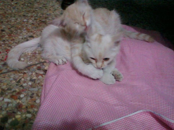 Picture of a cat / kitten / feline