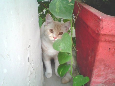 Picture of a cat / kitten / feline