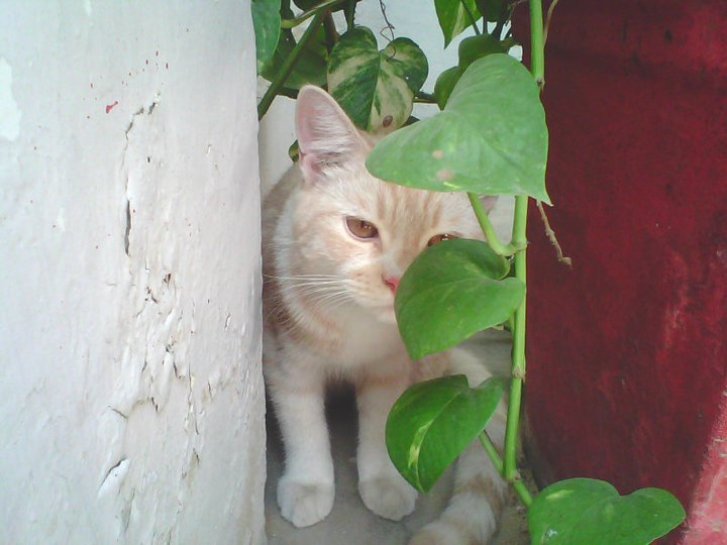 Picture of a cat / kitten / feline