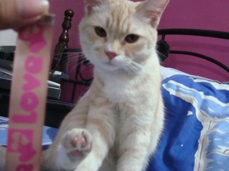 Picture of a cat / kitten / feline