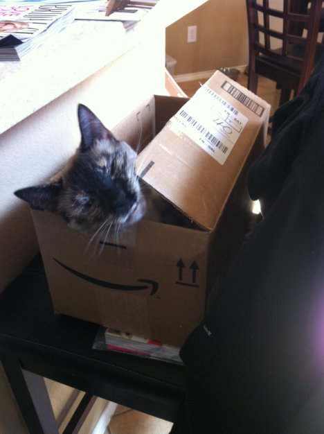 Picture of a cat / kitten / feline