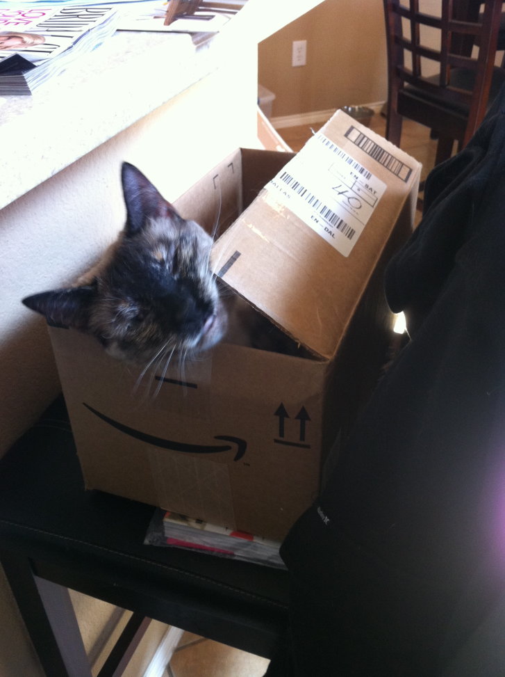 Picture of a cat / kitten / feline