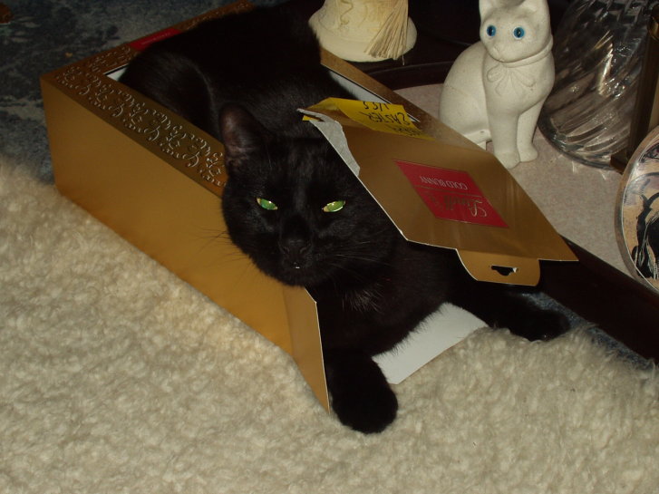 Picture of a cat / kitten / feline