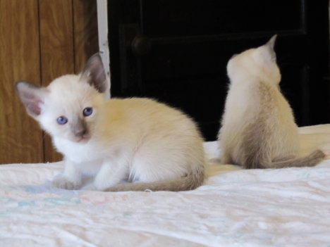 Picture of a cat / kitten / feline