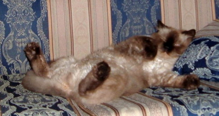 Picture of a cat / kitten / feline