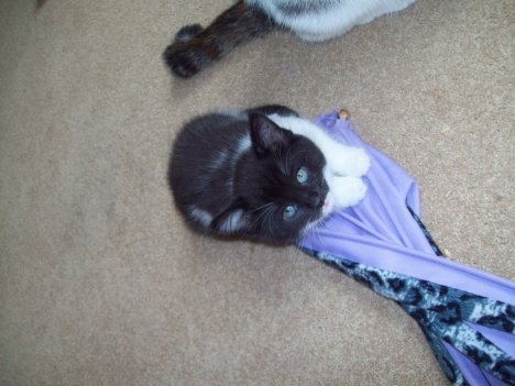 Picture of a cat / kitten / feline