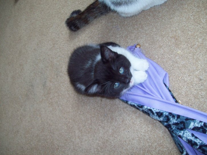 Picture of a cat / kitten / feline