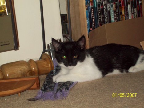 Picture of a cat / kitten / feline