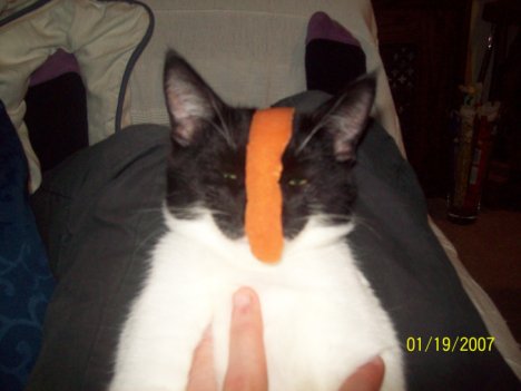 Picture of a cat / kitten / feline