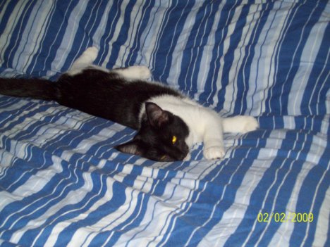 Picture of a cat / kitten / feline