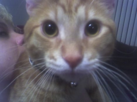 Picture of a cat / kitten / feline