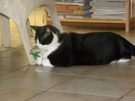 Picture of a cat / kitten / feline