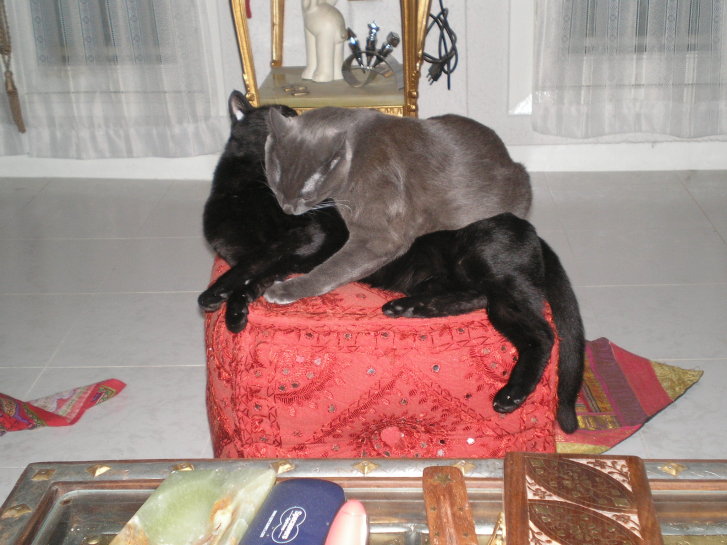 Picture of a cat / kitten / feline