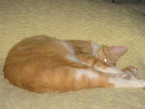 Picture of a cat / kitten / feline