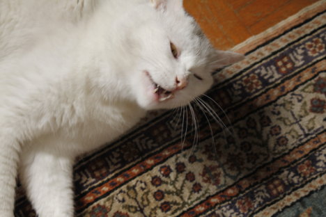 Picture of a cat / kitten / feline