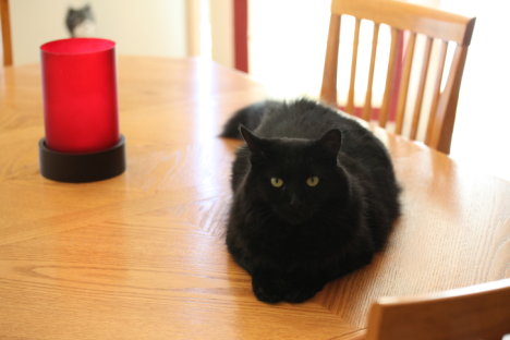 Picture of a cat / kitten / feline