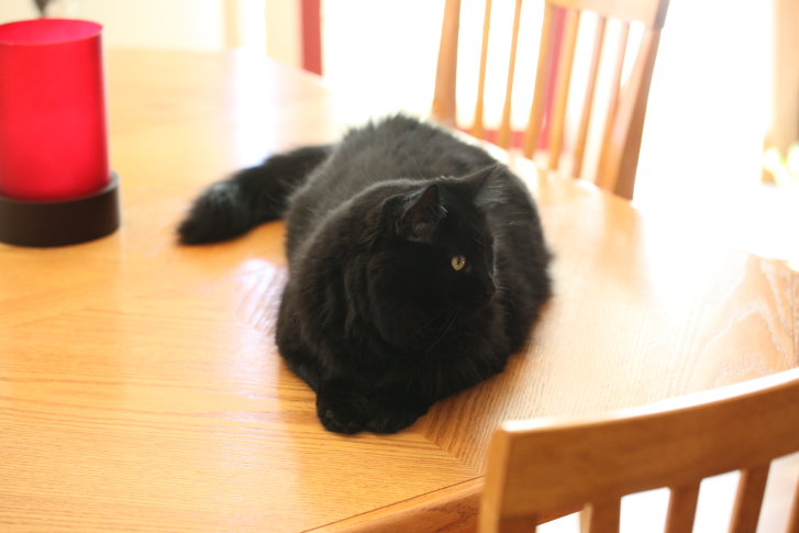 Picture of a cat / kitten / feline