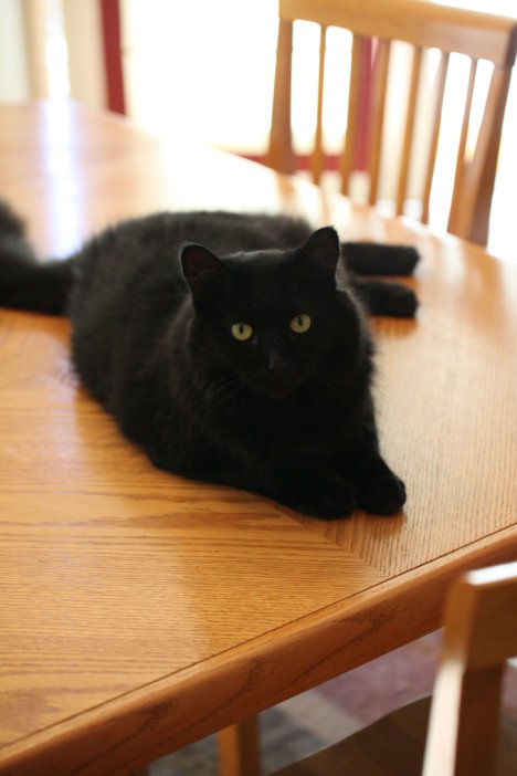 Picture of a cat / kitten / feline