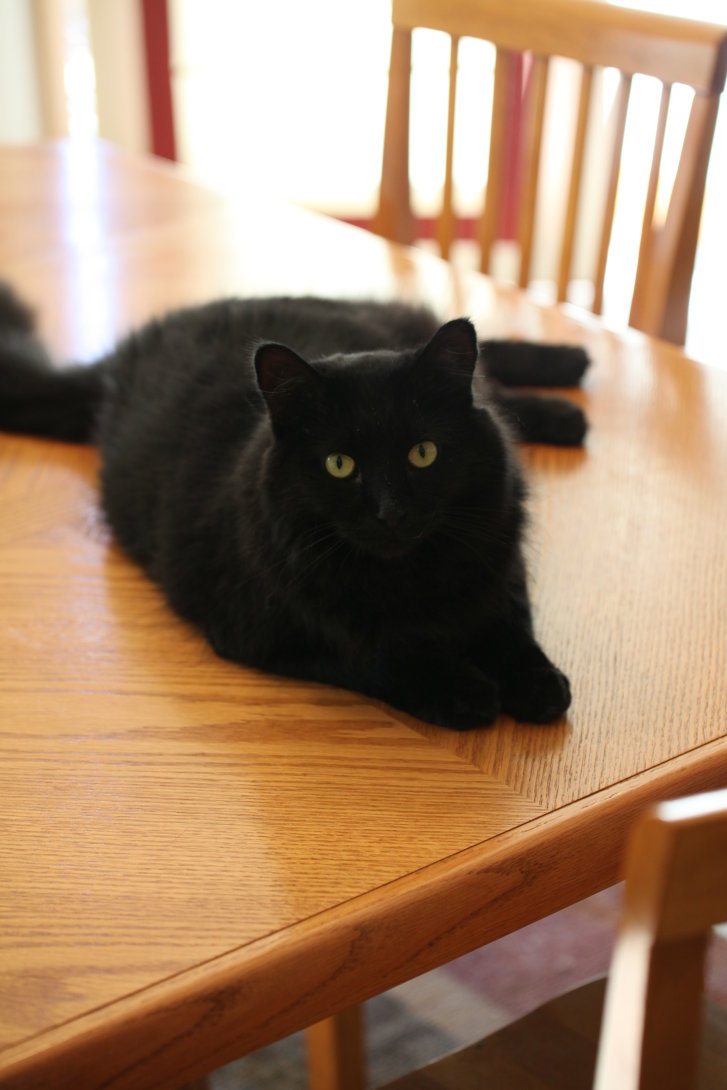 Picture of a cat / kitten / feline