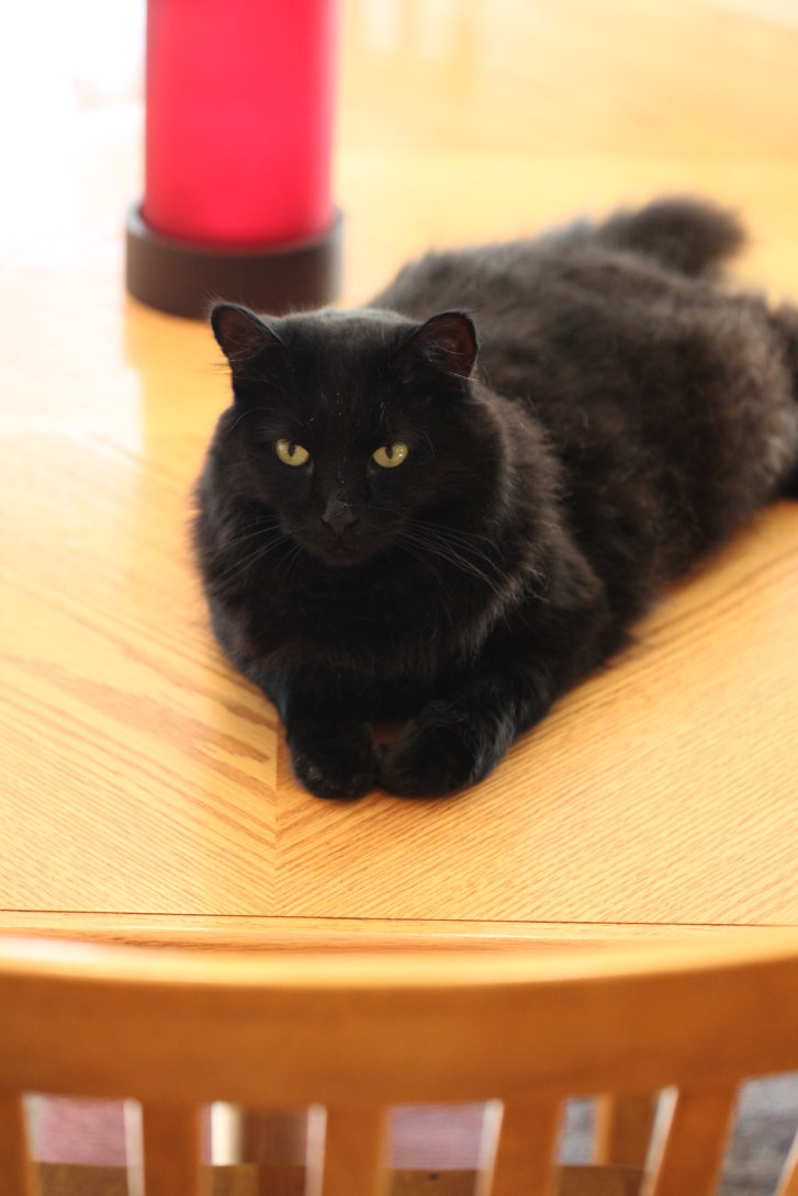 Picture of a cat / kitten / feline