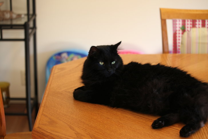 Picture of a cat / kitten / feline