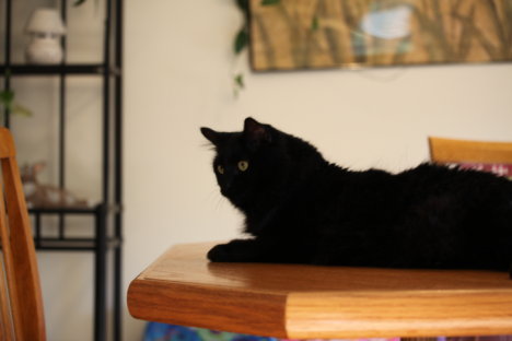 Picture of a cat / kitten / feline