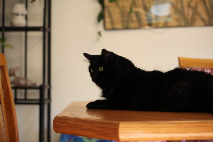 Picture of a cat / kitten / feline