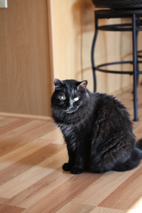 Picture of a cat / kitten / feline