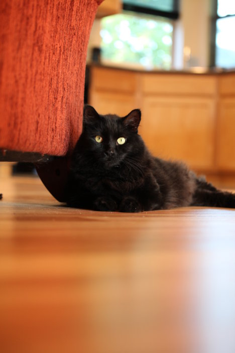 Picture of a cat / kitten / feline