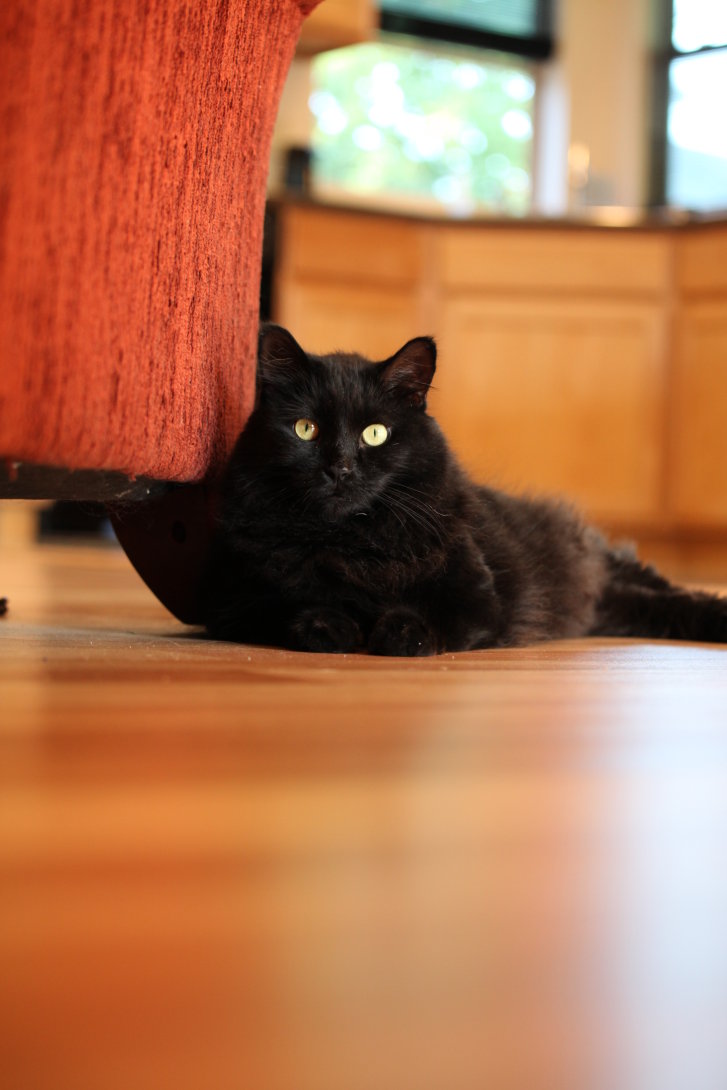 Picture of a cat / kitten / feline