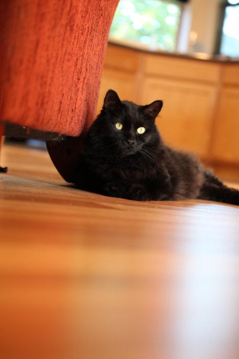 Picture of a cat / kitten / feline