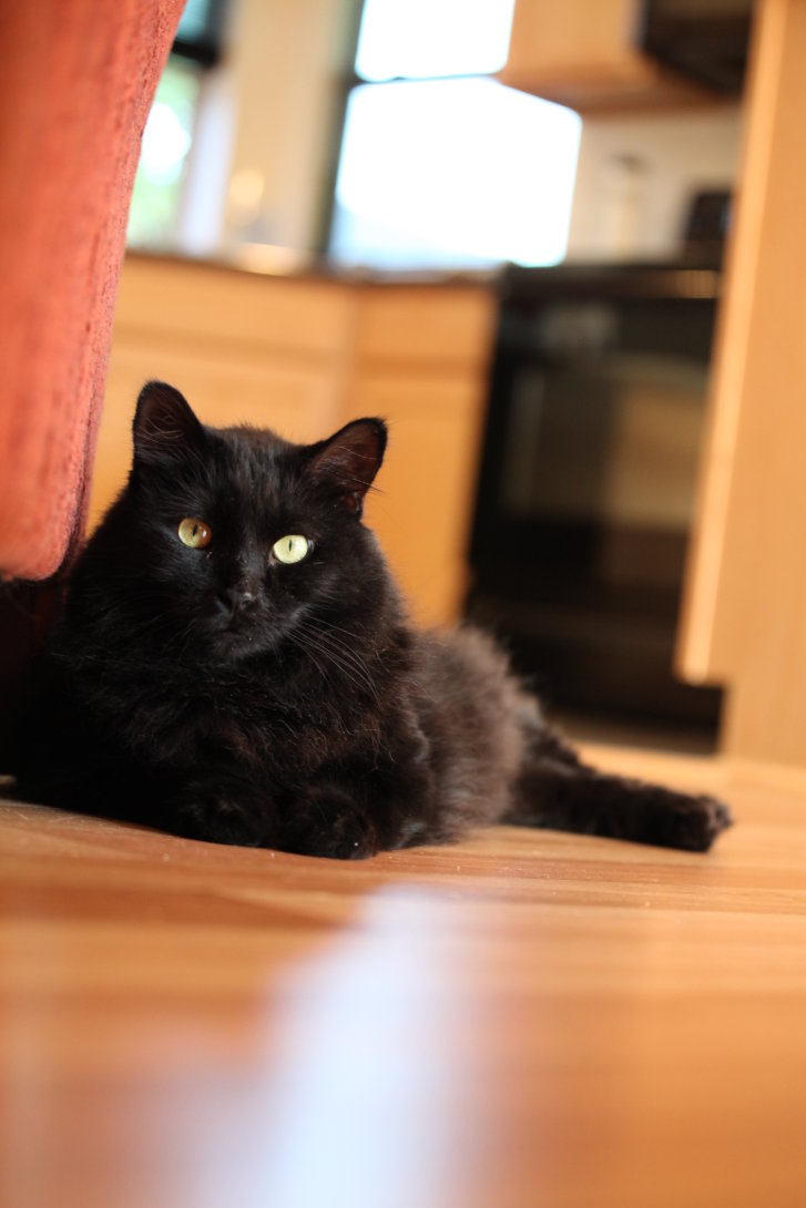 Picture of a cat / kitten / feline