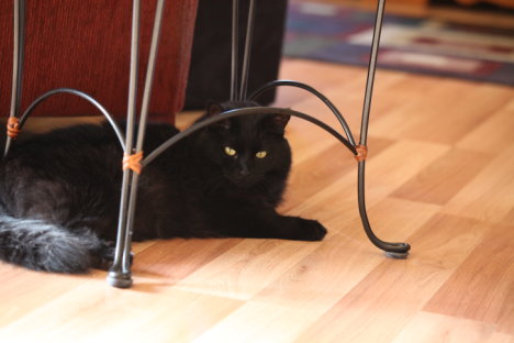 Picture of a cat / kitten / feline