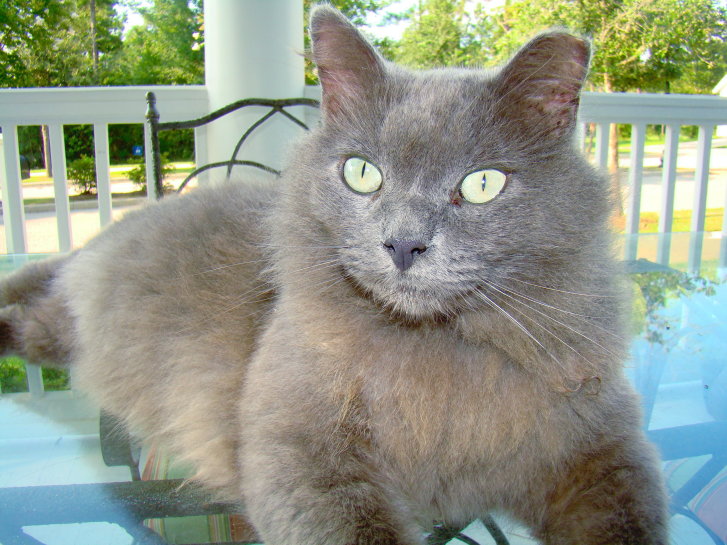 Picture of a cat / kitten / feline