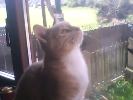 Picture of a cat / kitten / feline