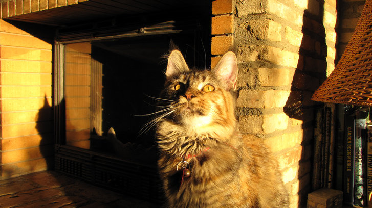 Picture of a cat / kitten / feline