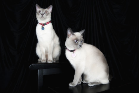 Picture of a cat / kitten / feline