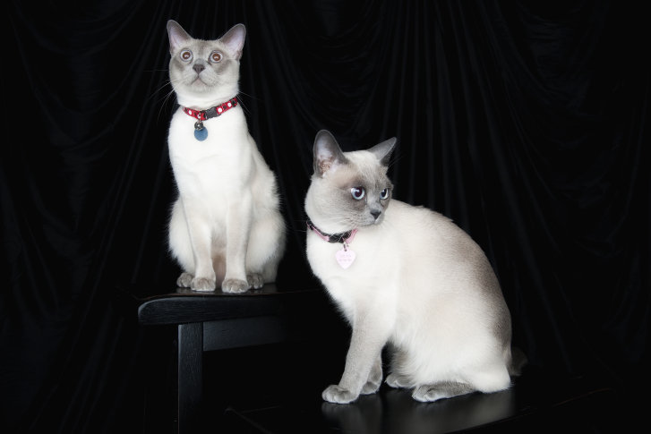 Picture of a cat / kitten / feline