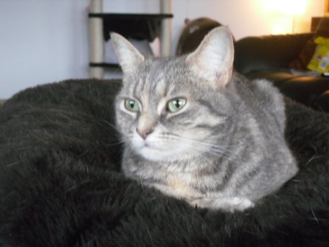 Picture of a cat / kitten / feline